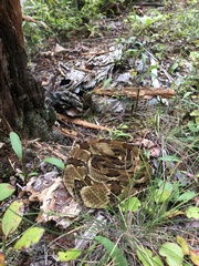Crotalus horridus
