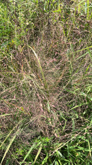 Eragrostis spectabilis