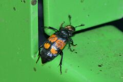 Nicrophorus vespilloides
