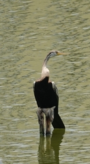 Anhinga melanogaster