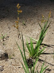Juncus xiphioides