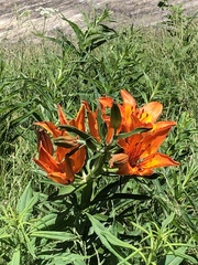 Lilium bulbiferum