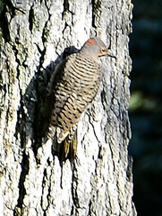 Colaptes auratus luteus