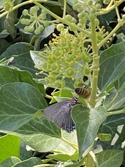Atlides halesus