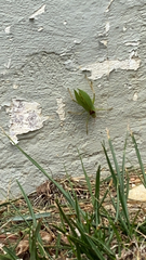 Pterophylla camellifolia