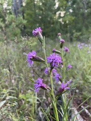 Liatris cylindracea