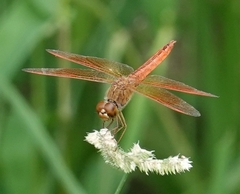 Brachythemis contaminata