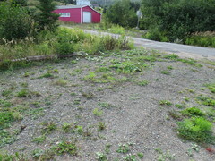 Trimerotropis verruculata