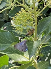 Atlides halesus