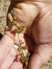 Juncus xiphioides