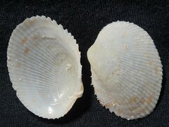 Papyridea soleniformis