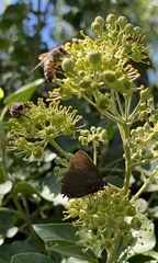 Atlides halesus