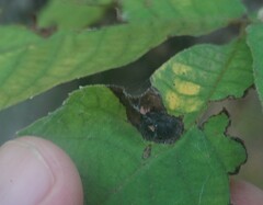 Phylloxera caryaeglobuli