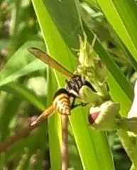 Pachodynerus nasidens