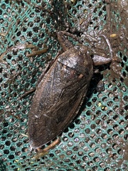 Lethocerus americanus