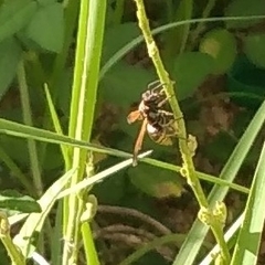 Pachodynerus nasidens