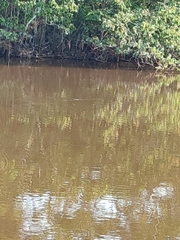 Arapaima