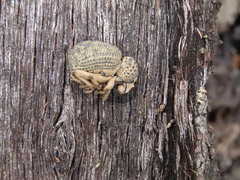 Brachycerus