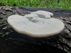 Trametes aesculi