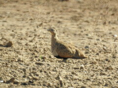 Pterocles orientalis