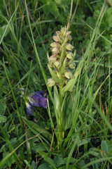 Dactylorhiza viridis
