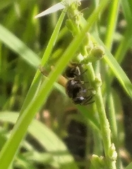 Pachodynerus nasidens