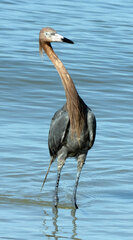 Egretta rufescens