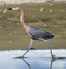 Egretta rufescens