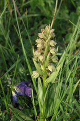 Dactylorhiza viridis