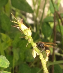 Pachodynerus nasidens