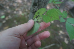 Phylloxera caryaeglobuli