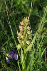 Dactylorhiza viridis