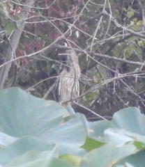 Nycticorax nycticorax