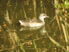 Gallinula chloropus