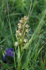 Dactylorhiza viridis