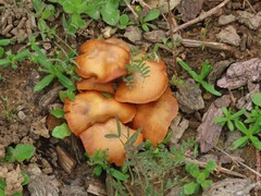 Gymnopilus penetrans