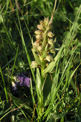 Dactylorhiza viridis