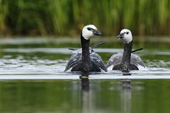 Branta leucopsis