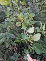 Alnus rubra