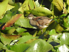 Gallinula chloropus