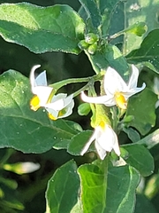 Solanum nigrum