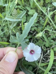 Convolvulus equitans