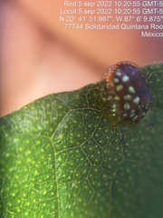 Charidotis auroguttata