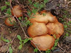 Gymnopilus penetrans