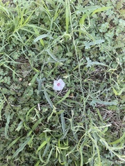 Convolvulus equitans
