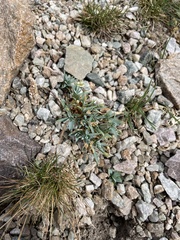 Stellaria longipes