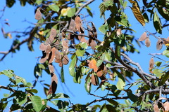 Lonchocarpus sericeus