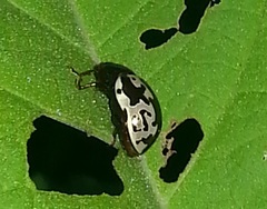 Calligrapha intermedia