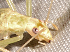 Oecanthus exclamationis