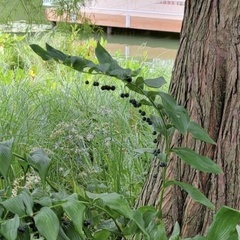 Polygonatum biflorum